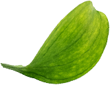 VaidicHerb Glow Stories