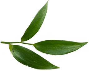 VaidicHerb